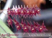 : Lepanthopsis acetabulum